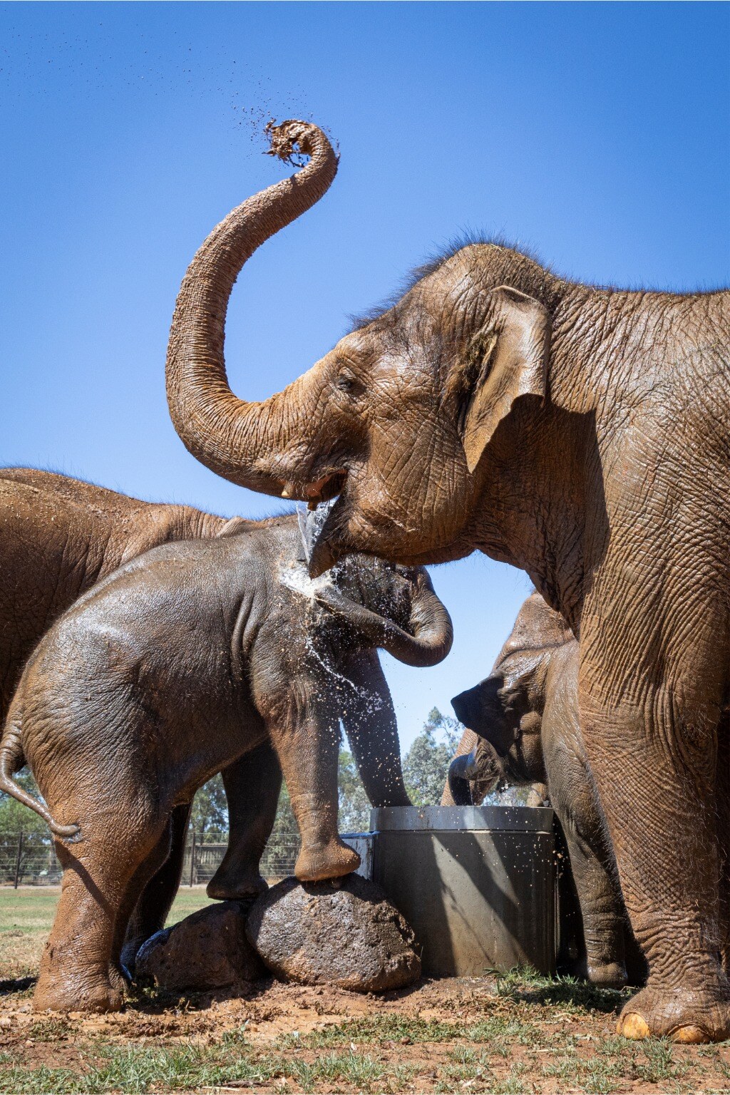 Elephants splashing about