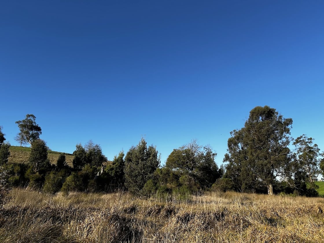 Gippsland Water - Revegetation rebounds endangered gums