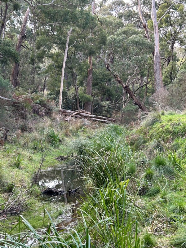 Melb Water - creek after photo